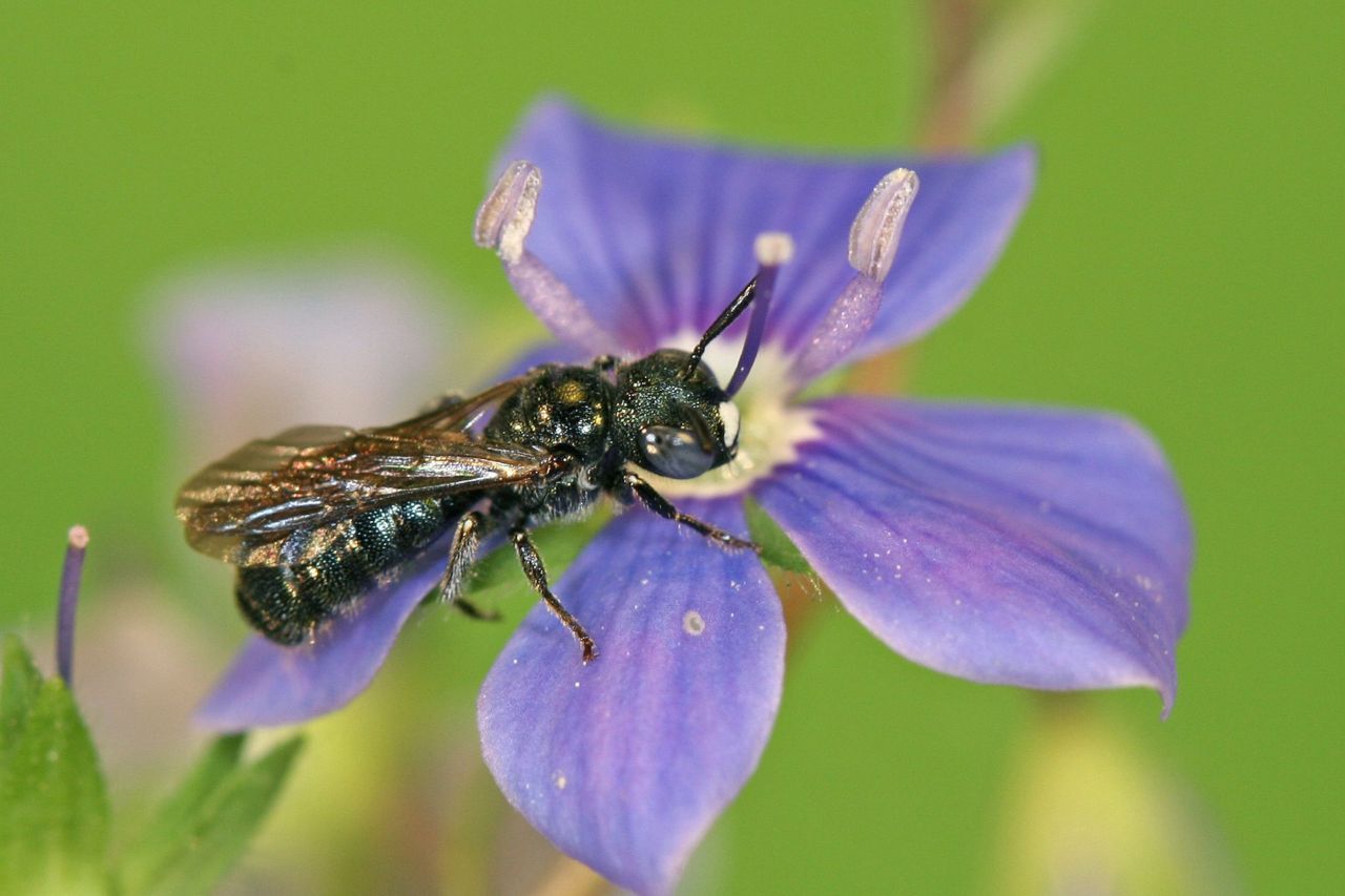 De Blauwe erstbij overwintert als volwassen bij in merghoudende stengels. (foto: Maarten Jacobs)