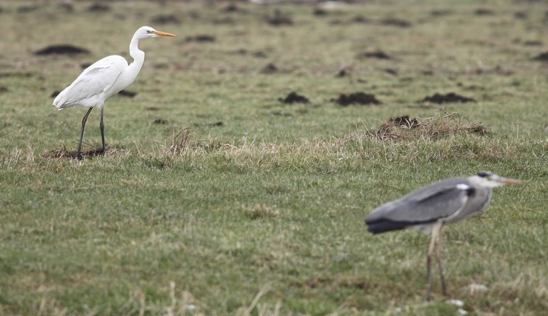 Wie weet haalt de grote zilverreiger de blauwe reiger in (foto: Albert de Jong)