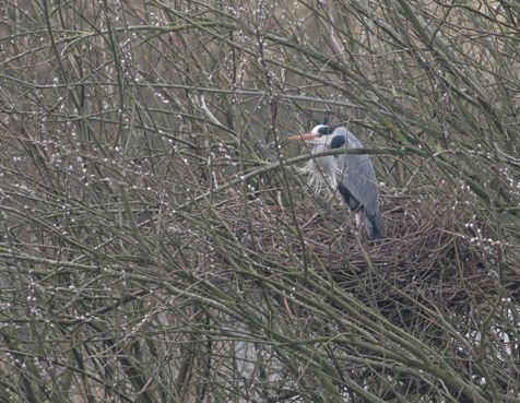 Blauwe reiger bij nest (foto: Arjan Boele)