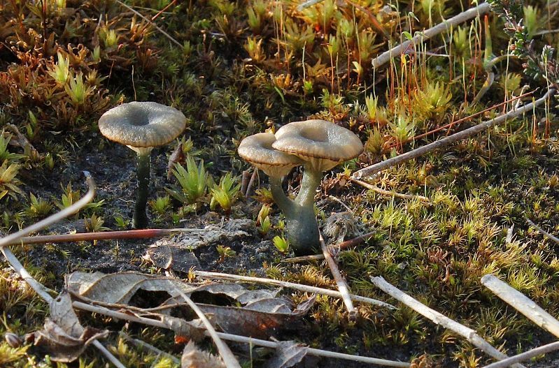 Door de zon uitgebleekte exemplaren van het Blauwgroen trechtertje, met een uitzonderlijke ’siamese tweeling’ (foto: Mirella Bruynseels).