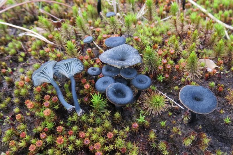 Blauwgroen trechtertje (foto: Ralph Vandiest)