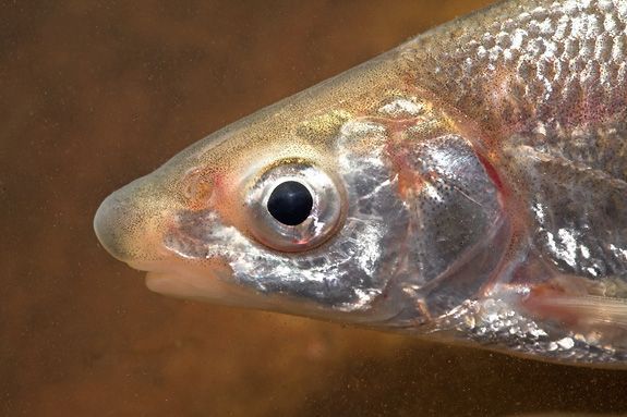 Portret blauwneus (foto: Jelger Herder)