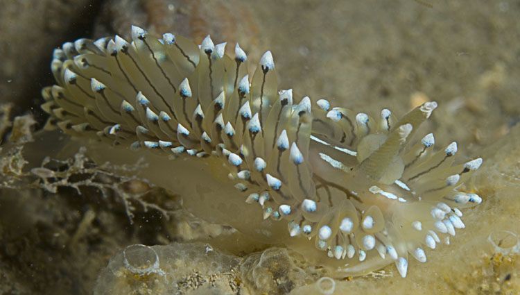 Blauwtipjes zijn nu nog massaal aanwezig in Oosterschelde (foto: Peter H. van Bragt)