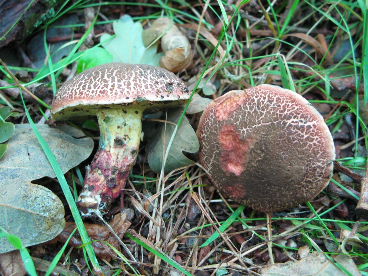 Blauwvlekkende fluweelboleet (foto: Martijn Oud)