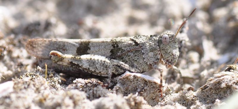 Verrassend was de vondst van de blauwvleugelsprinkhaan (foto: Albert Vliegenthart)