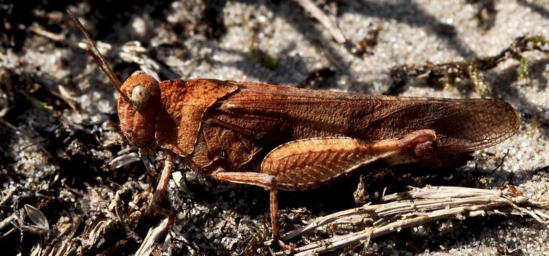 Hoeveel blauwvleugelsprinkhanen gaan er geteld worden op de Edese heide (foto: Kars Veling)