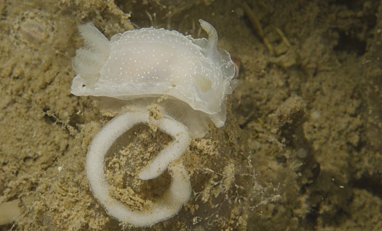 Eerste Bleke plooislak in Grevelingenmeer, 2012 (foto: Peter H. van Bragt)