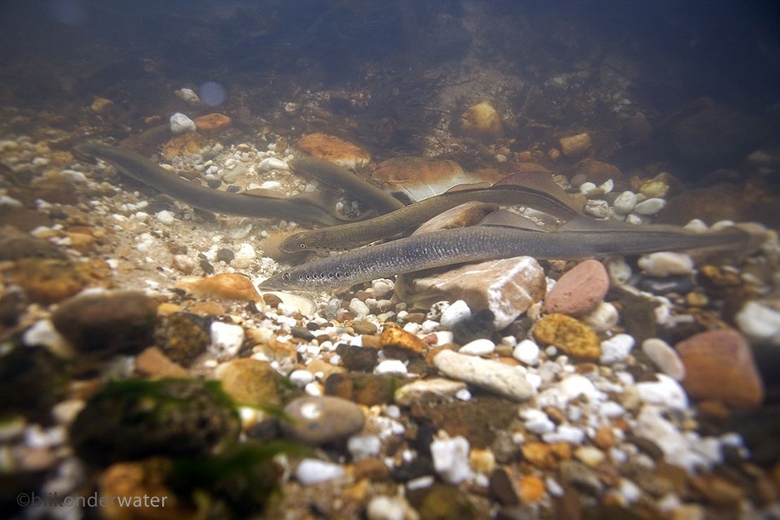 Paaiende rivierprikken in Nederlandse beek langs de Maas (foto: Blikonderwater.nl)