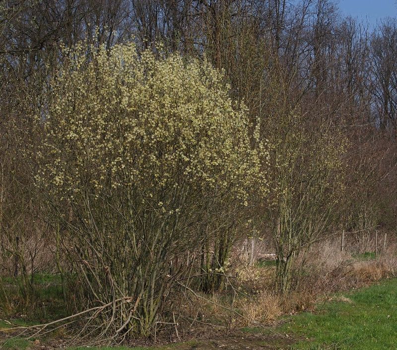 Bloeiende wilgen voorzien vroege insecten van het nodige stuifmeel (foto: Joachim Mergeay)