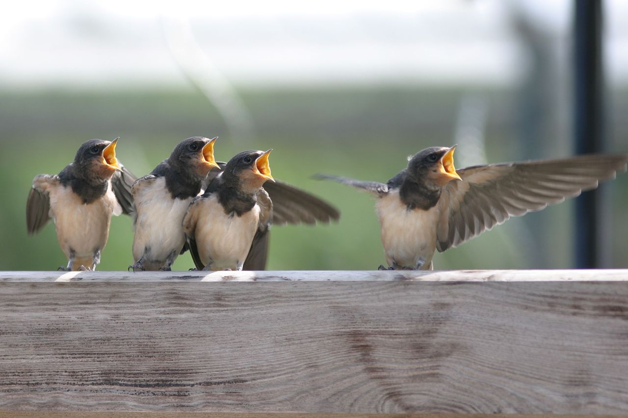 Boerenzwaluwen op een rijtje (foto: Jouke Altenburg)