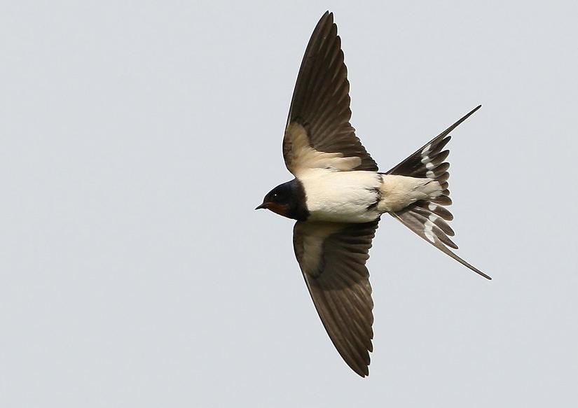 Ze zijn er, de eerste Boerenzwaluwen! Het vogelstartschot van de lente. (foto: Leo Janssen)