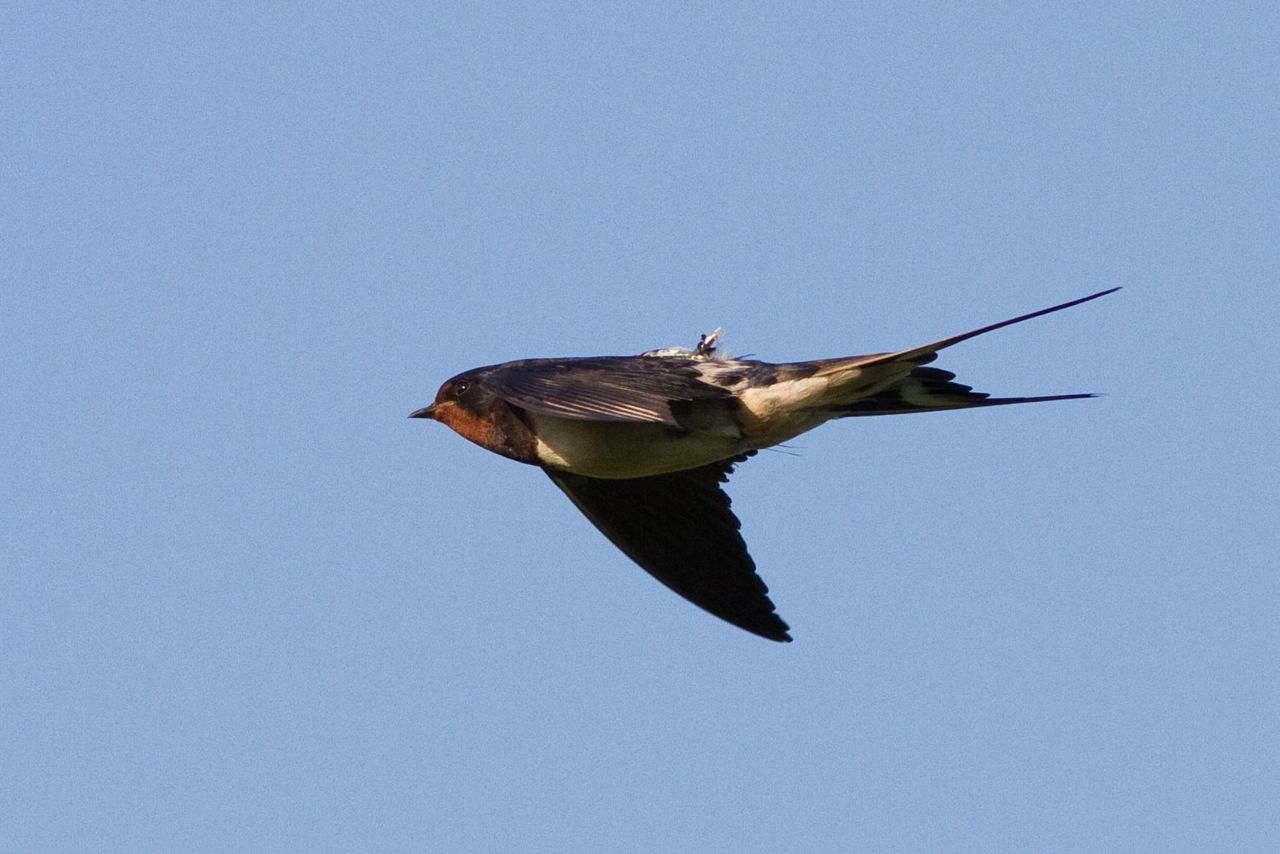 Boerenzwaluw met geolocator (foto: Jouke Altenburg, Vogelbescherming Nederland)