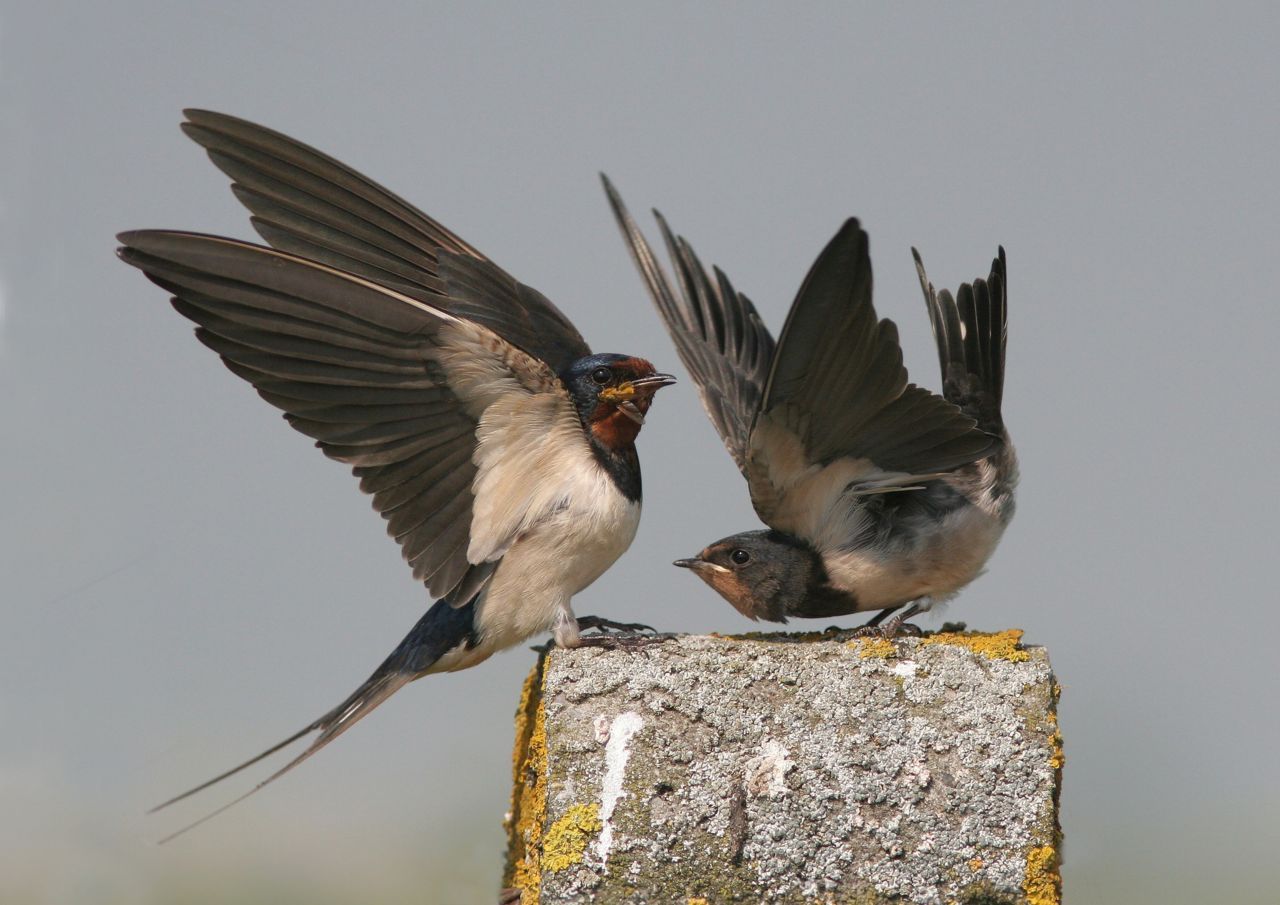 Boerenzwaluwen zijn de beste natuurlijke insectenverdelgers: tijdens het broedseizoen verobert een paartje Boerenzwaluw met een nest jongen ca. 1.000.000 insecten. Geen enkele giftige en dure insecticide is even efficiënt (foto: Koen Devos)