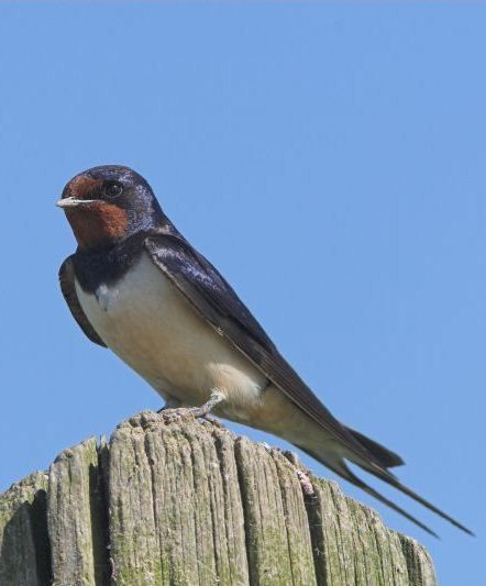 Boerenzwaluw (foto: Martin Mollet, Saxifraga)