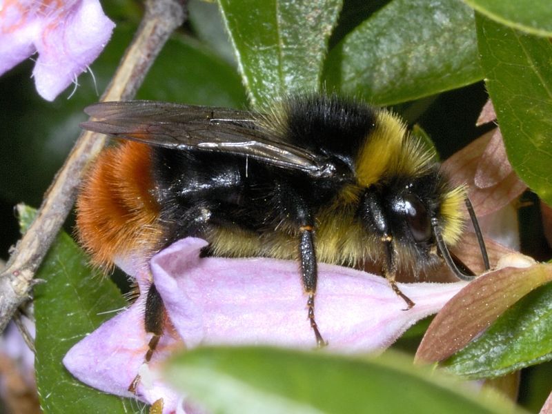 Weidehommel (foto: Ab H. Baas)