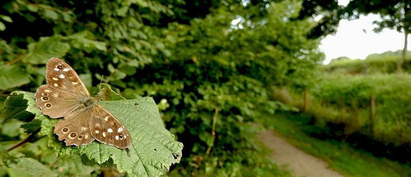 Mannetjes zitten op de uitkijk en jagen andere mannetjes fanatiek weg (foto: Kars Veling)