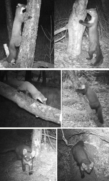 Beelden wildcamera: links boommarter en rechts steenmarter (foto: Erwin van Maanen)