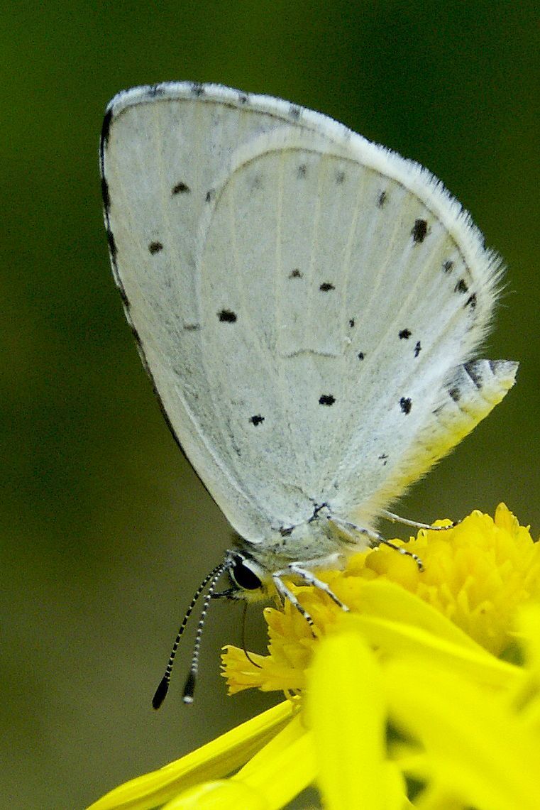 Afgelopen weekend werd ook al een 15-tal Boomblauwtjes gemeld: dat is twee weken vroeger dan normaal. (foto: Chris van Swaay)