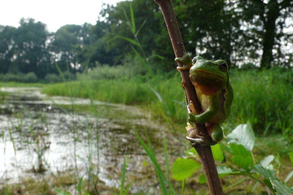 De boomkikker in zijn natuurlijke leefomgeving (foto: Mark Zekhuis)