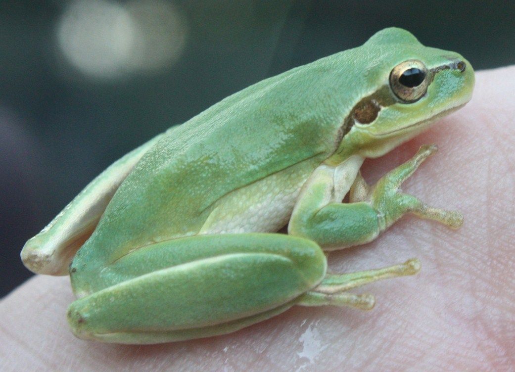 Mediterrane boomkikker (Hyla meridionalis) aangetroffen in garnalentransport (foto: Fred Schenk)