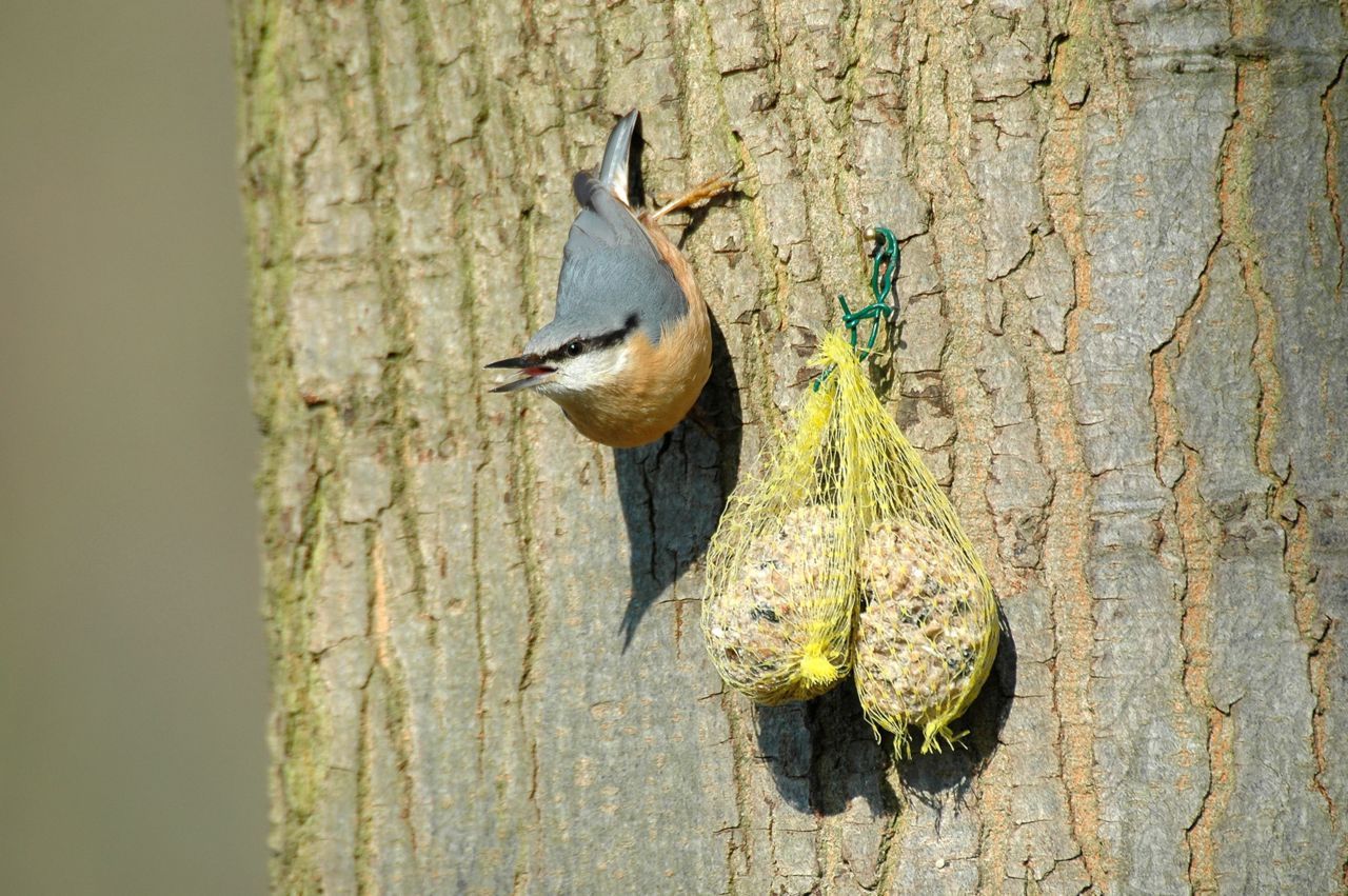 Boomklever (foto: Ruud van Beusekom)