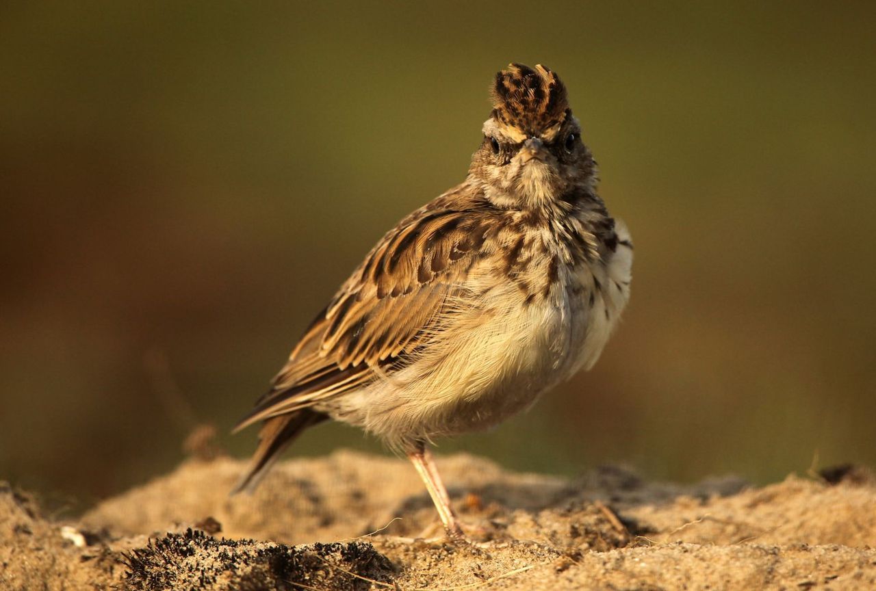 Boomleeuweriken pieken na de zware heidebrand vorig jaar (foto: Glenn Vermeersch)