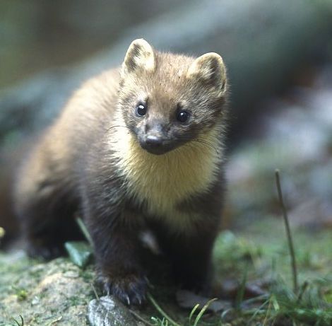 De Boommarter lijkt qua uiterlijk sterk op de Steenmarter. (foto: Rollin Verlinde)