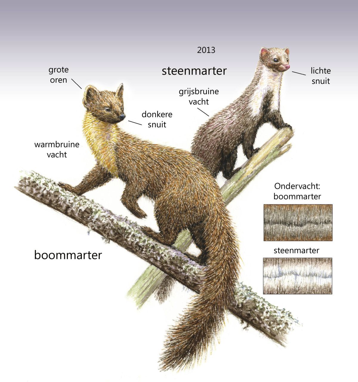 Verschil tussen boommarter en steenmarter (tekening: Jeroen Helmer)