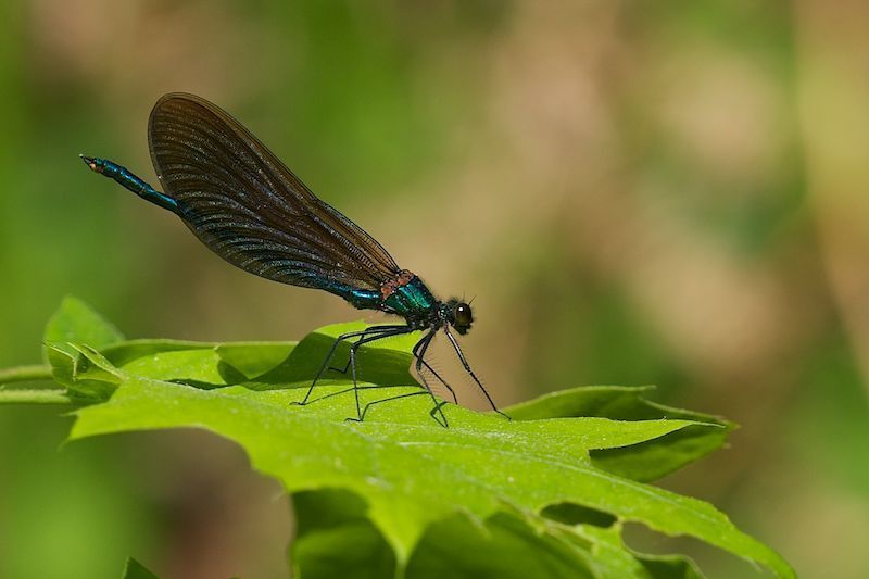 Mannetje Bosbeekjuffer (Foto: Hans Wezenbeek)