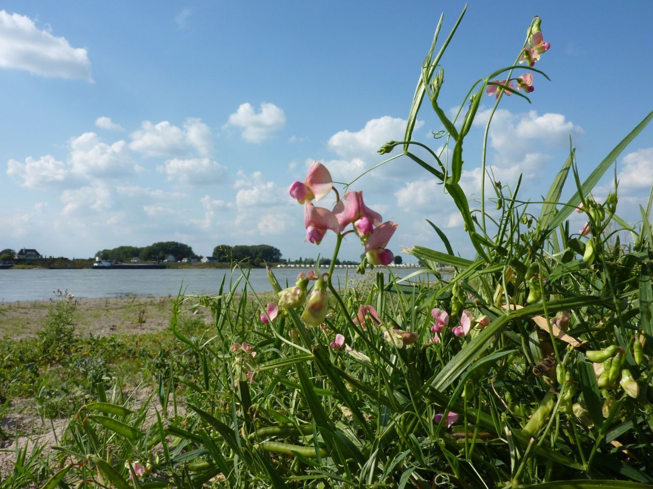 Boslathyrus op het rivierstrand (foto: Twan Teunissen)