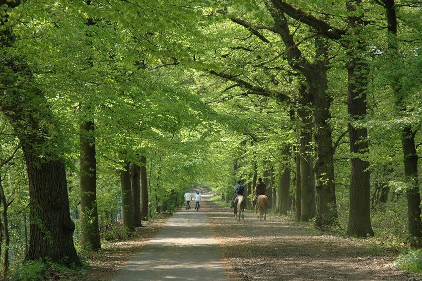 Een bosrijke omgeving beïnvloedt de gezondheid op een positieve manier (foto: Staf De Roover)