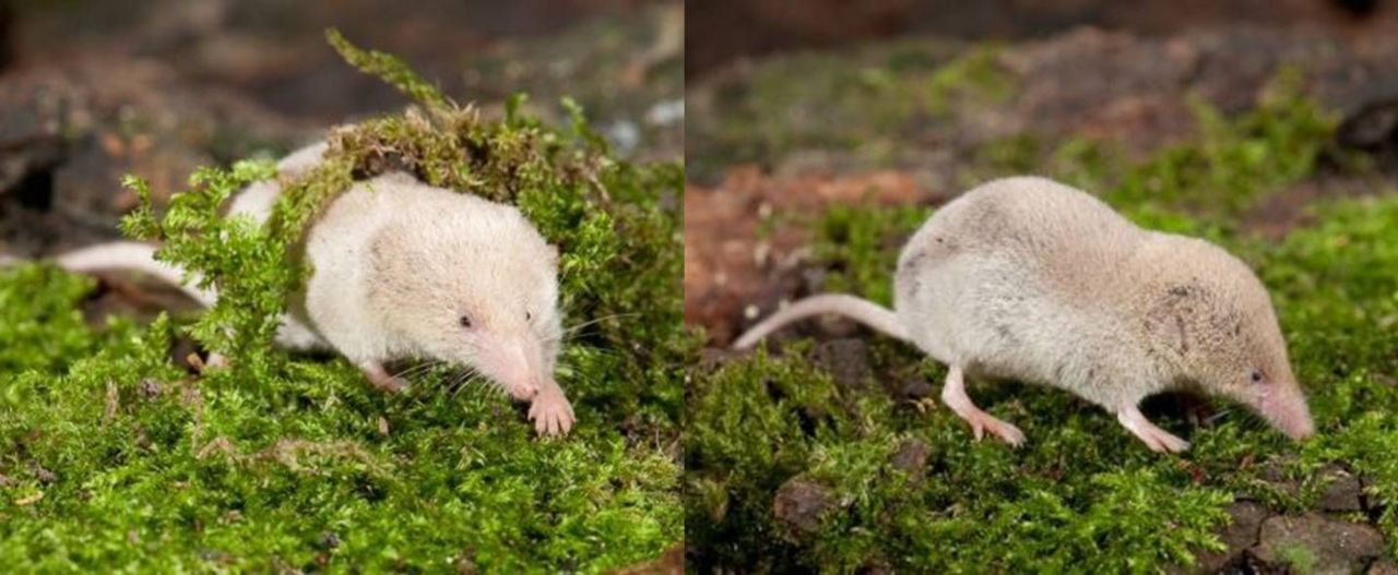 Bosspitsmuis met kleurafwijking (foto’s: Paul van Hoof)