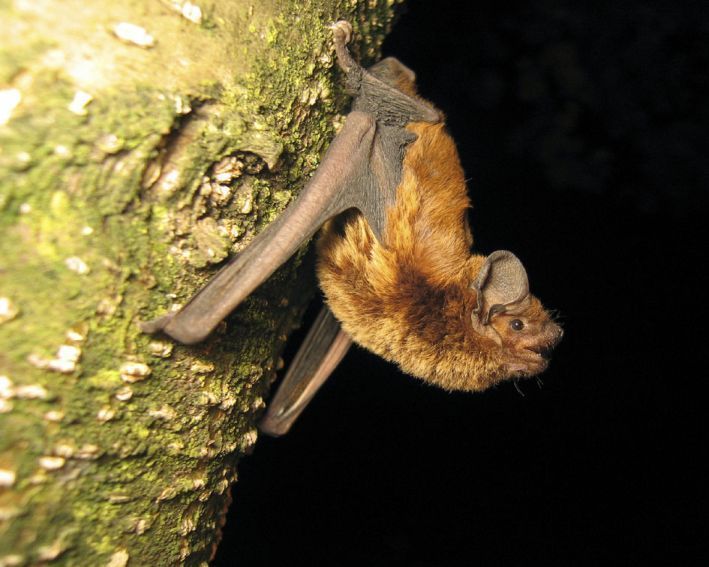 Bosvleermuis (foto: Kamiel Spoelstra)