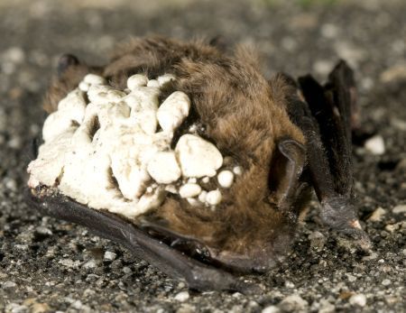 Vleermuis met isolatieschuim (foto: Rene Janssen)