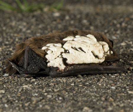 Vleermuis met isolatieschuim (foto: Rene Janssen)