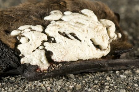 Vleermuis met isolatieschuim (foto: Rene Janssen)