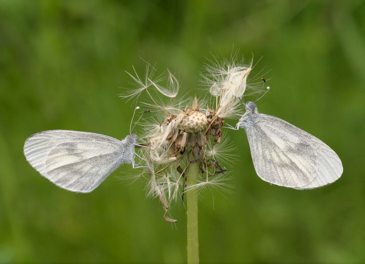 Boswitje op een zaadpluis van paardenbloem. (foto: Marc Herremans)