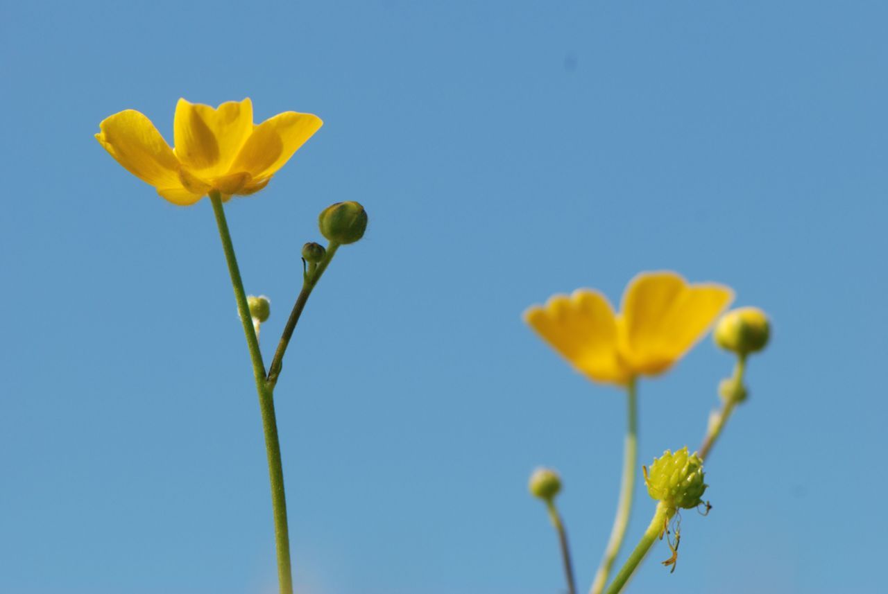 Scherpe boterbloem (foto: Wout van der Slikke)