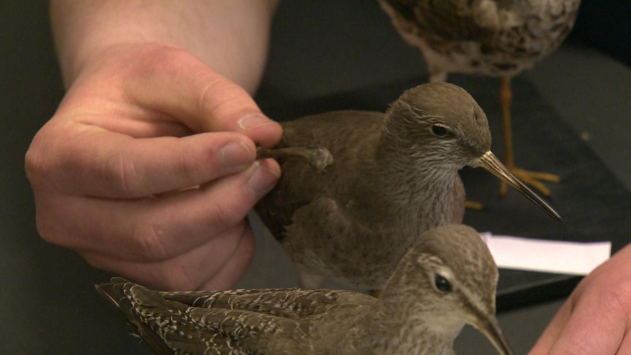 Tureluur en waar het botje ongeveer zit (foto: Vroege Vogels)