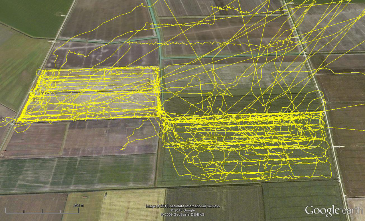 GPS-tracks van een mannetje Grauwe Kiekendief, jagend op Vogelakker, de drie dagen na het oogsten van de luzerne (kaart: Almut Schlaich)