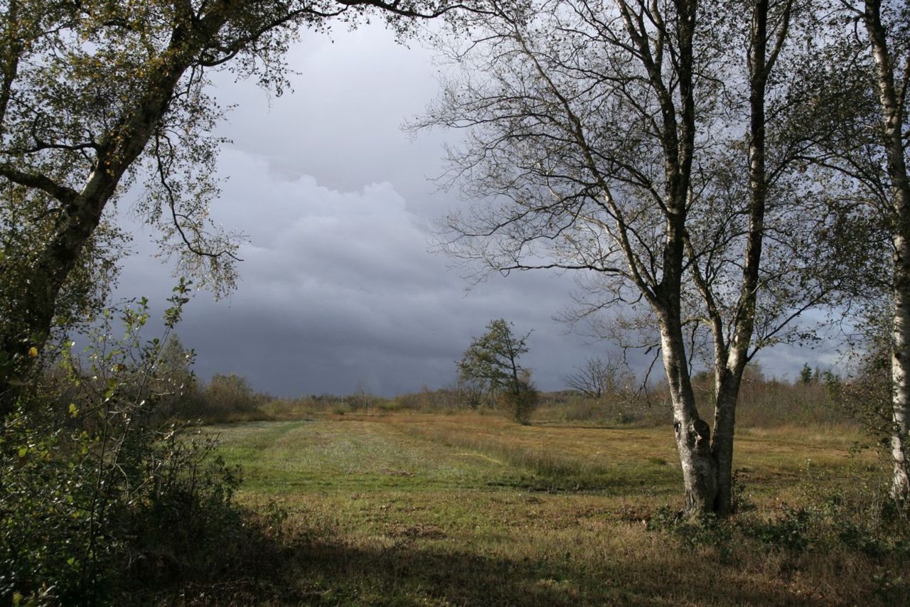 Bovenveengrasland aan de rand van hoogveengebied het Bargerveen (foto: Gert-Jan van Duinen)