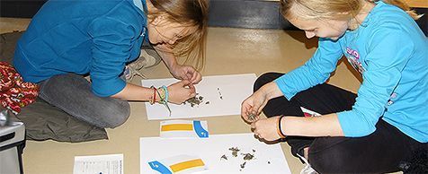 Braakballenpluizen bij Ecomare, onderzoek met veel onderzoekers (foto: Sytske Dijksen)