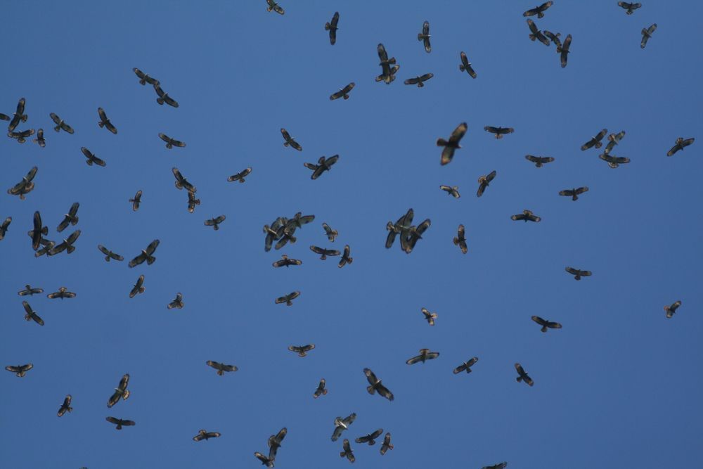 Vanaf 17 augustus is het weer alle hens aan dek op de telposten. (Foto: Batumi Raptor Count)