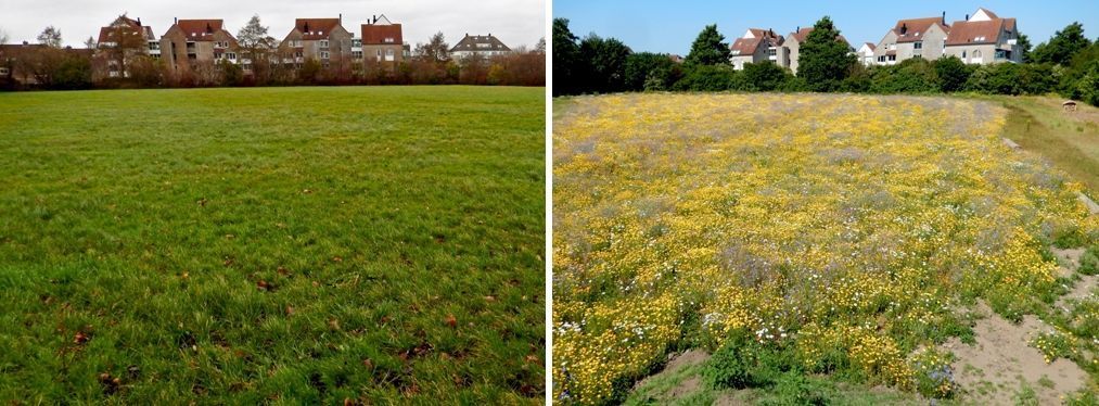 Een voormalig sportveld in Brielle is omgetoverd tot idylle (foto’s: Kars Veling)