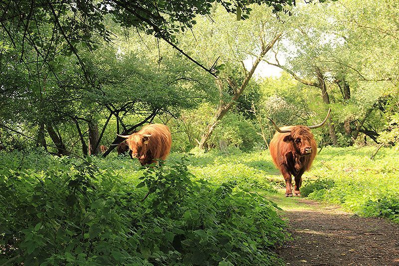 Schotse Hooglanders in het boslandschap van Brienenoord (foto: Roeland Vermeulen)