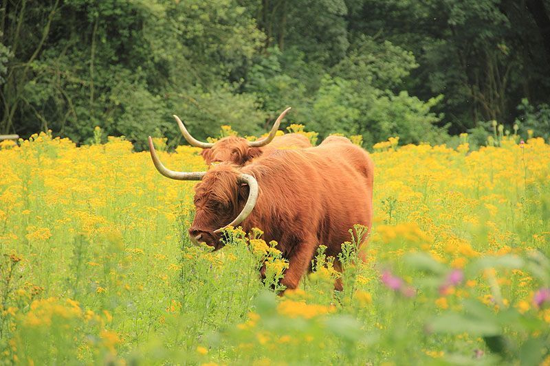 Massale bloei van het Jakobskruiskruid op het eiland van Brienenoord (foto: Roeland Vermeulen)