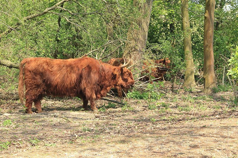 Schotse Hooglanders na hun terugkeer op het eiland van Brienenoord (foto: Roeland Vermeulen)