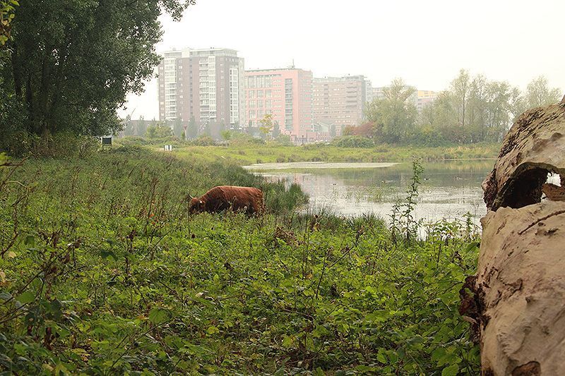 Schotse Hooglander op het eiland van Brienenoord in betere tijden (foto: Roeland Vermeulen, FREE Nature)