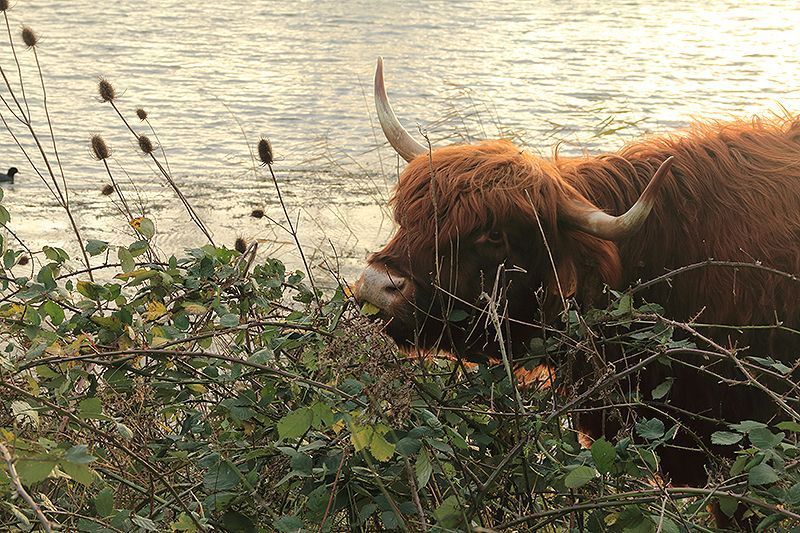 Schotse Hooglander snoept van braambladeren (foto: Roeland Vermeulen, FREE Nature)