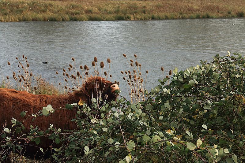 De binnenkant van het braamstruweel blijft onbereikbaar voor grote grazers (foto: Roeland Vermeulen, FREE Nature)